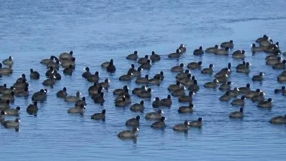 Kars’ın "Yerli Penguenleri" görev başında