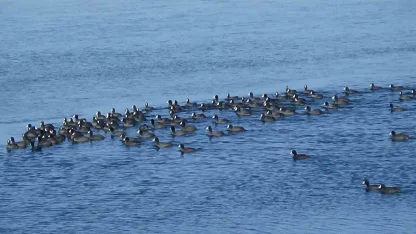 Kars’ın "Yerli Penguenleri" görev başında