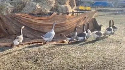 Kars’ta anaç kazların önemi artıyor