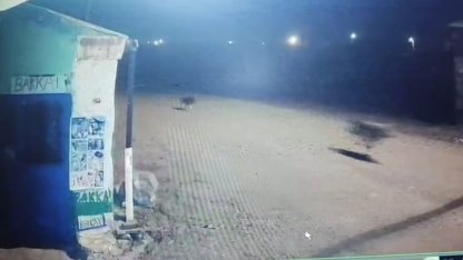 Kars’ta kurtlar tilkiyi, köpekler kurtları kovaladı