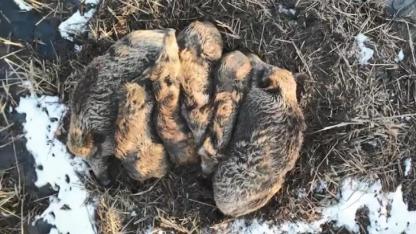 Kars’ta yumak halinde uyuyan domuz ailesi görüntülendi