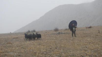 Kayalıklarda mahsur kalan keçiler kurtarıldı