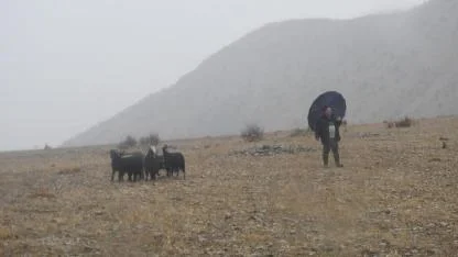 Kayalıklarda mahsur kalan keçiler kurtarıldı