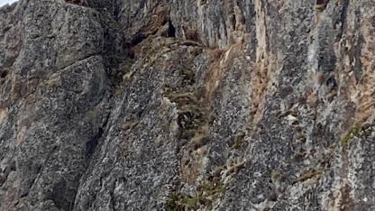 Kayalıklarda mahsur kalan keçileri JAK ve AFAD kurtaracak