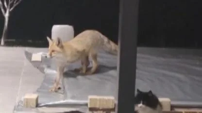 Kedinin saldırısına uğrayan tilki kameraya yansıdı