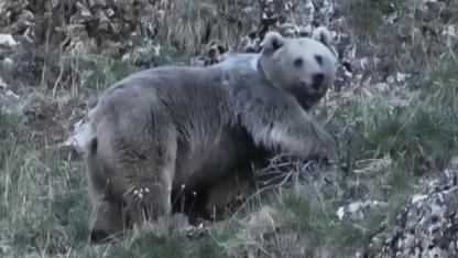 Kış uykusuna hazırlanan ayılar objektife takıldı