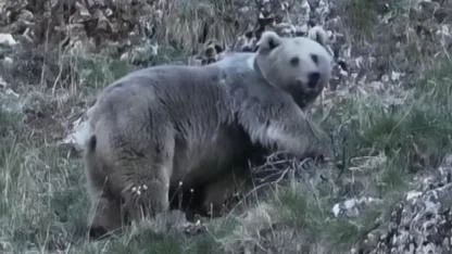 Kış uykusuna hazırlanan ayılar objektife takıldı