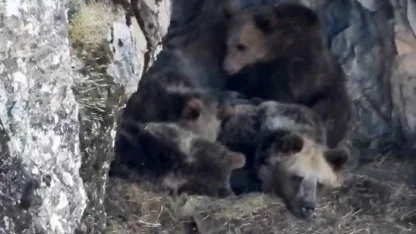 Görüntülenen ayı ailesi gülümsetti