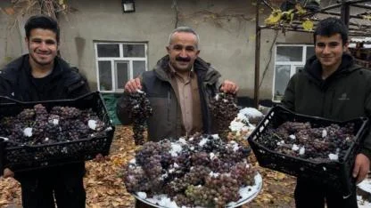 Kar altında üzüm hasadı