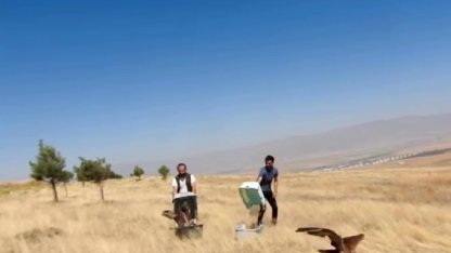 Tedavileri tamamlanan kızıl şahinler özgürlüğe uçtu