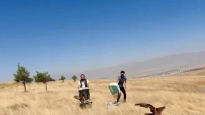 Tedavileri tamamlanan kızıl şahinler özgürlüğe uçtu