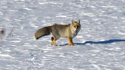Kızıl tilki ile paçalı şahin yiyecek ararken görüntülendi