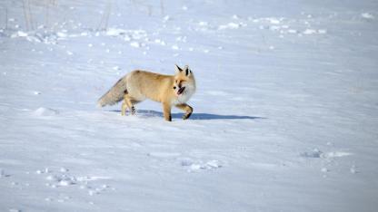 Kızıl tilkilerin av mesaisi