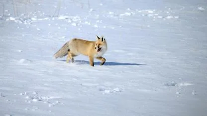 Kızıl tilkilerin av mesaisi