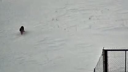 Köye inen kurt kameraya yansıdı