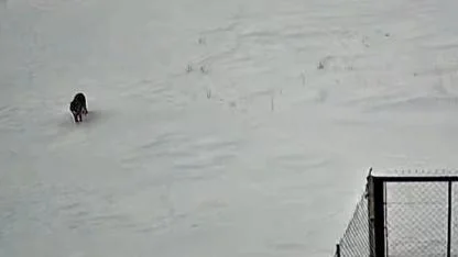 Köye inen kurt kameraya yansıdı