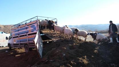 Küçükbaş hayvanlar köylere taşındı