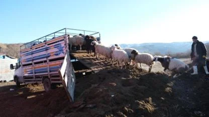 Küçükbaş hayvanlar köylere taşındı