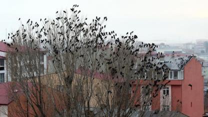 Kuşların dansı güzel görüntüler oluşturdu