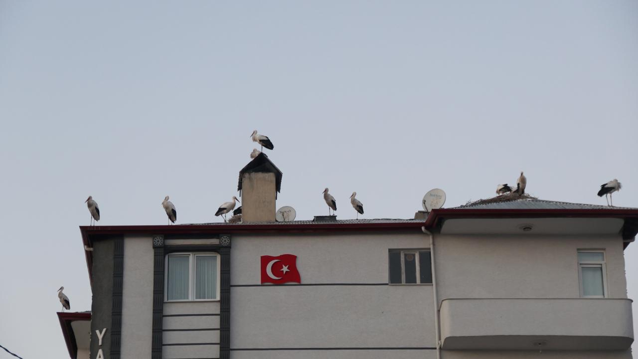 Leylekler Iğdır'dan göç etmedi