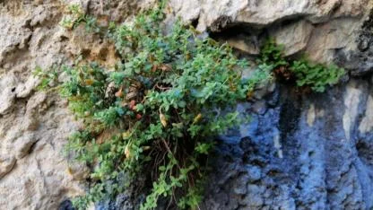 "Malatya kantaronu kimyasal olarak çok daha zengin"