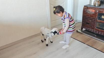 Minik Ezo'nun kuzu sevgisi