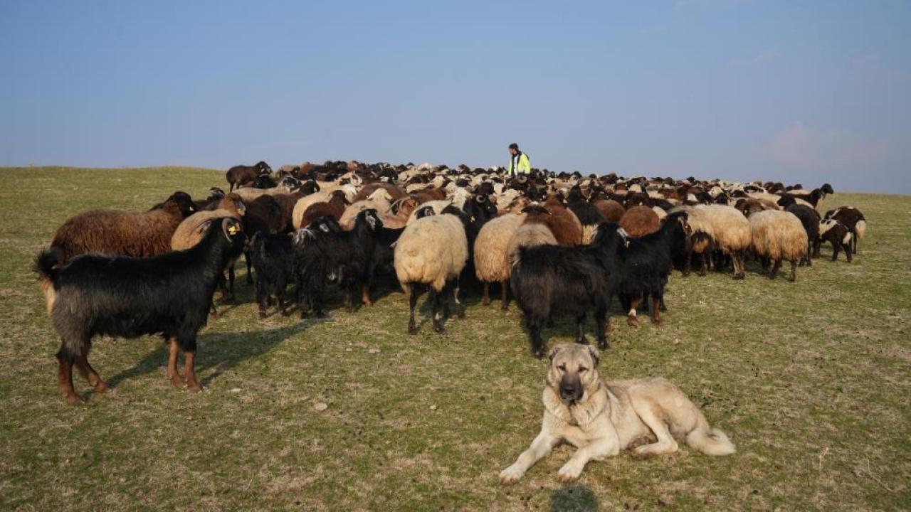 Muş&#039;ta kar yağmaması hayvan sahiplerini güldürdü