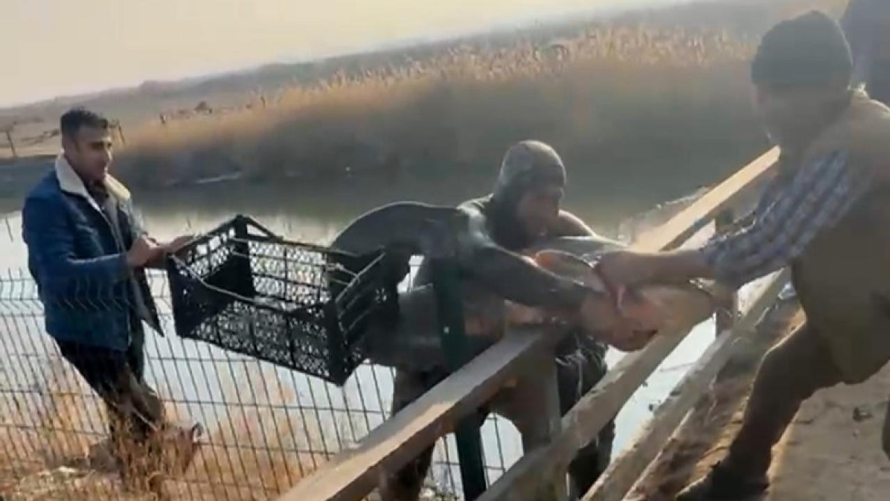 Olta yok, ağ yok: Karasu Çayı’nda çıplak elle yayın balığı avı