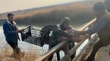 Çıplak elle yayın balığı avı şaşırttı