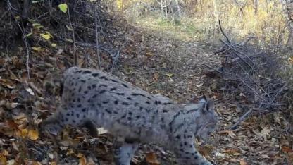 "Ormanın Hayaleti" vaşak görüntülendi