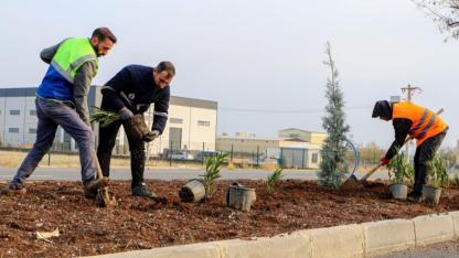 Refüj ve kaldırımlarda ağaçlandırma çalışması