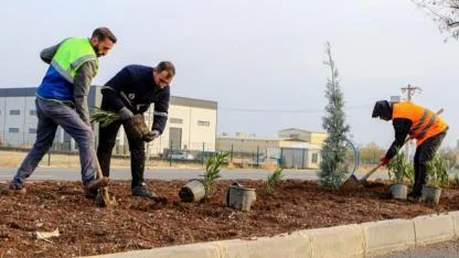 Refüj ve kaldırımlarda ağaçlandırma çalışması