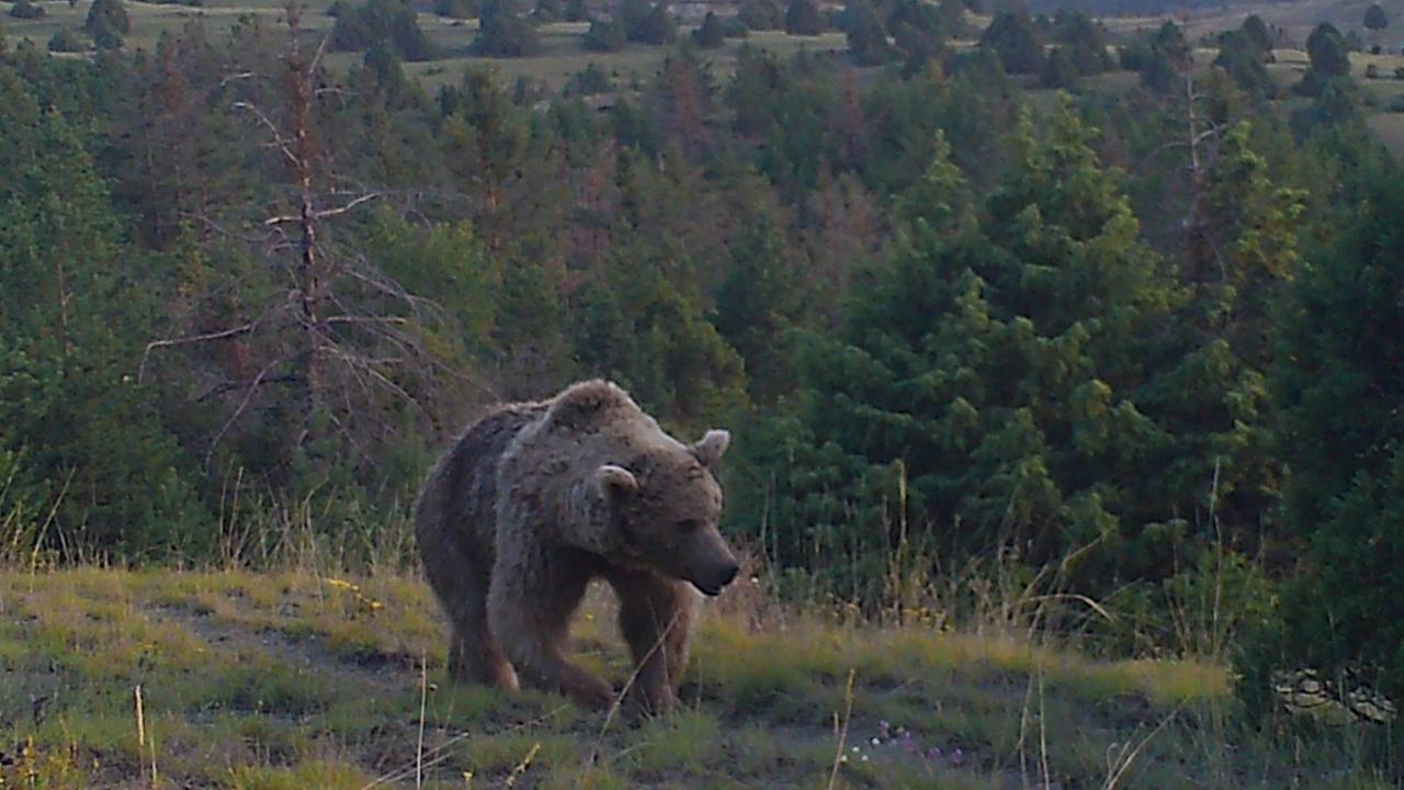 Sarıkamış ormanındaki yaban hayatı takip ediliyor