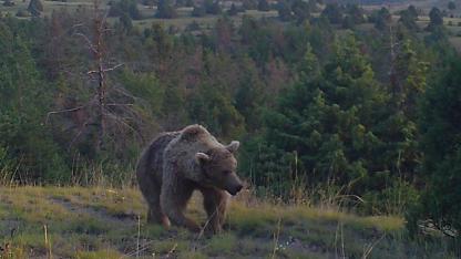 Sarıkamış ormanındaki yaban hayatı takip ediliyor