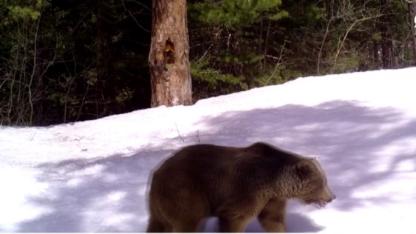 Sarıkamış'ta 2 bozayı kış uykusuna yattı
