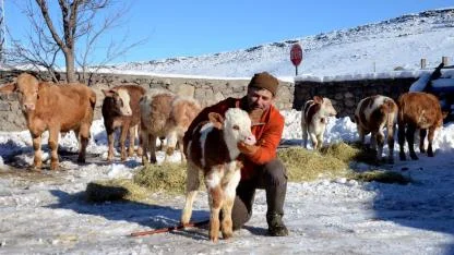 Sarıkamış'ta besicilerin zorlu mesai