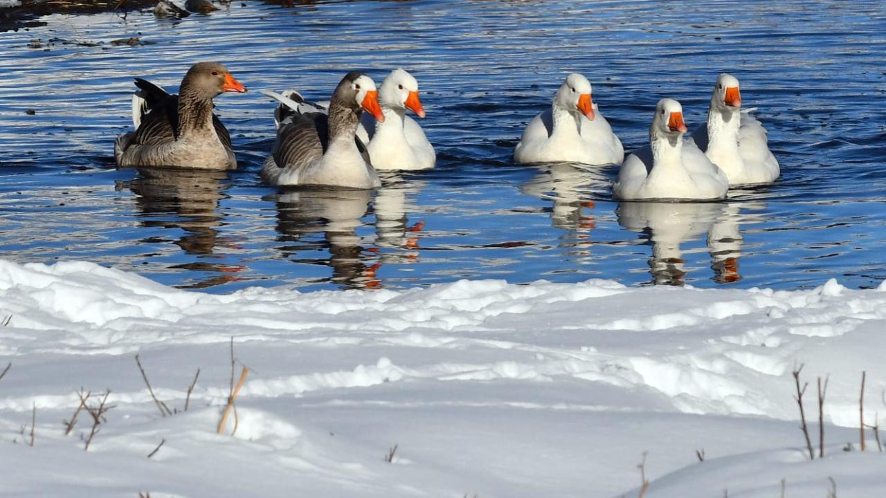 Sarıkamış'ta kazlar buz tutmayan derelerde yüzdü