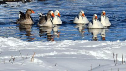Sarıkamış'ta kazlar buz tutmayan derelerde yüzdü