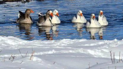 Sarıkamış'ta kazlar buz tutmayan derelerde yüzdü