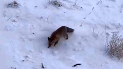 Diyadin'de aç kalan tilkiler merkeze indi