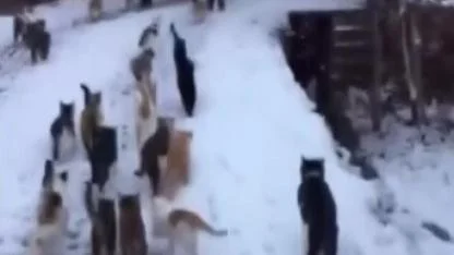 Soğuk havada köy kedilerini besleyerek takdir topladı