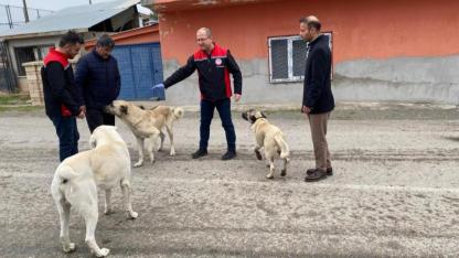 Sokak köpeklerine kuduz aşısı yapılıyor