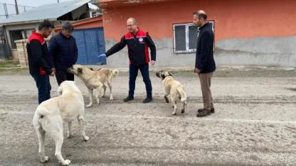 Sokak köpeklerine kuduz aşısı yapılıyor