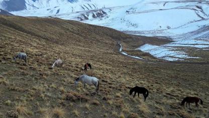 Sürü halindeki atlar Nemrut Kalderası'nda görüntülendi