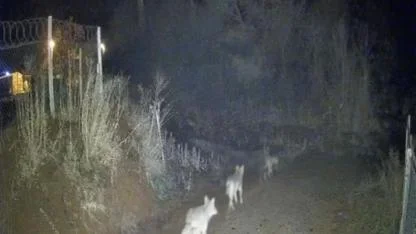 Sürü halinde dolaşan kurtlar kameraya yansıdı