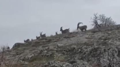 Sürü halindeki yaban keçileri görüntülendi