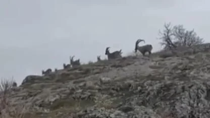 Sürü halindeki yaban keçileri görüntülendi