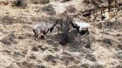 Tekelerin liderlik kavgası kameraya yansıdı