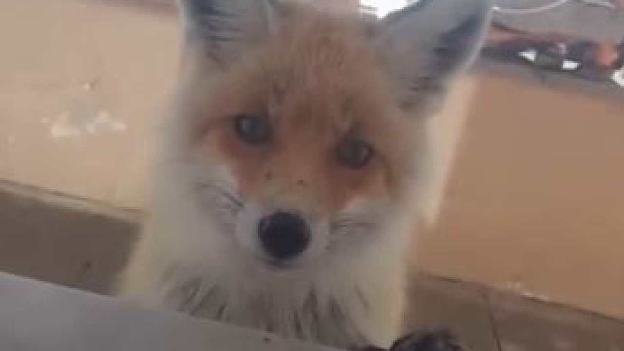 Tilki, bakımevini ziyaret etti