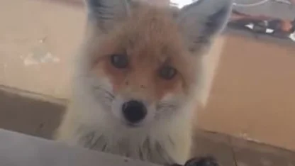 Tilki, bakımevini ziyaret etti